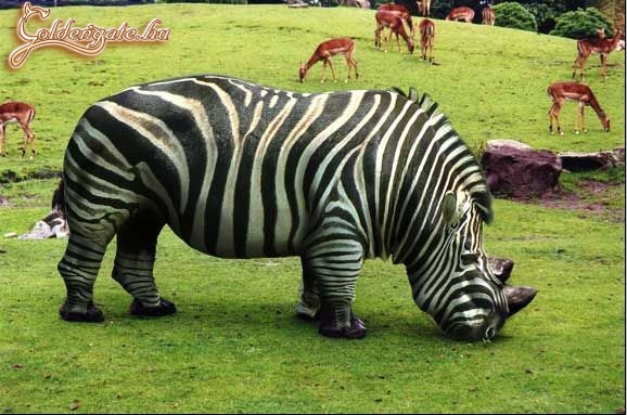 OrrsZEBRA