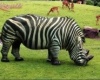 OrrsZEBRA