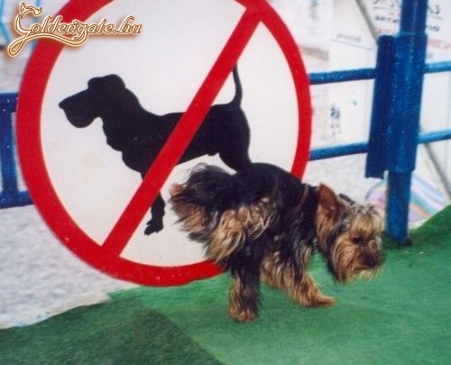 Vélemény kimutatás