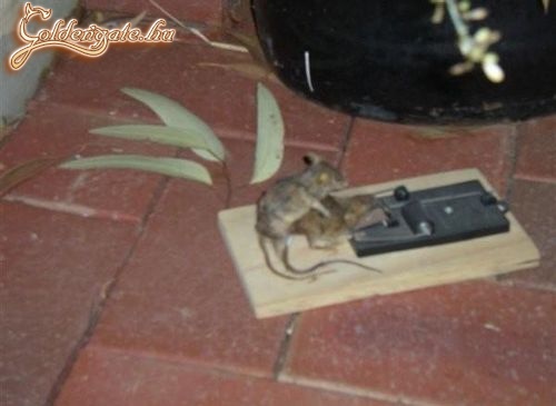 Navégre most megkaptalak