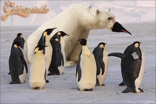 Ki lehet a kakukktojás?