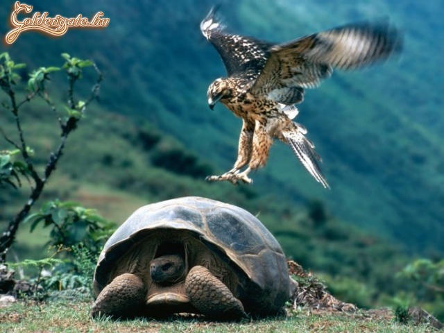 Upsz...