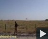 Harrier