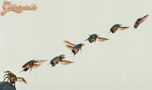 Repül, repül a ...izé...a Cetonia Aurata :)