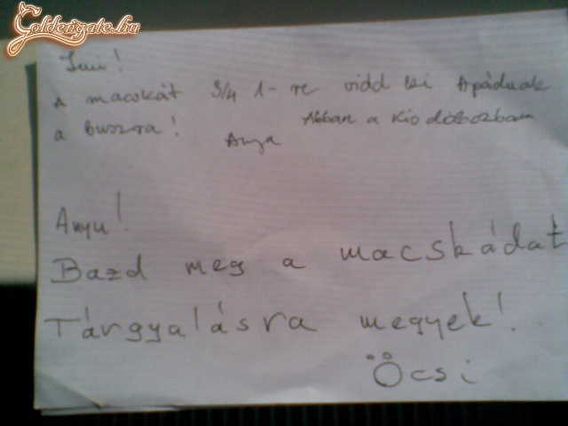 Szegény macska