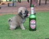 részeges kutya