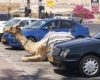 Arab parkoló