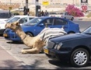 Arab parkoló