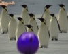 pingvin teke