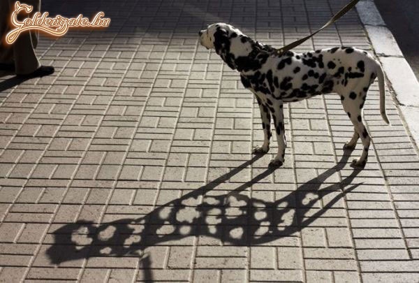 Dalmata