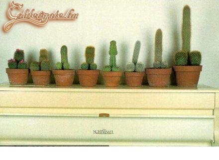 Kaktuszok.