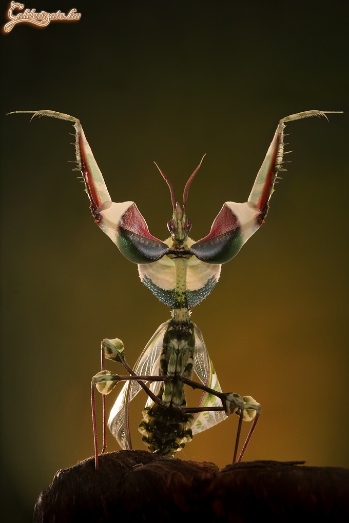 Idolomantis Diabolica