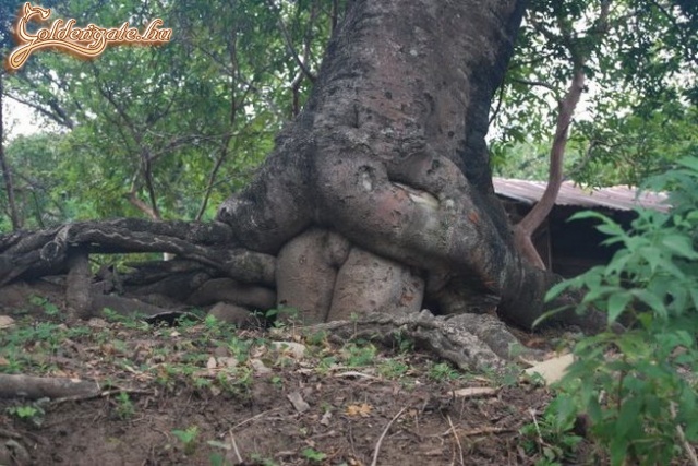 sex a természetben...