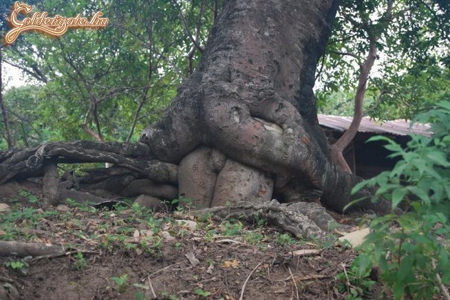 sex a természetben...