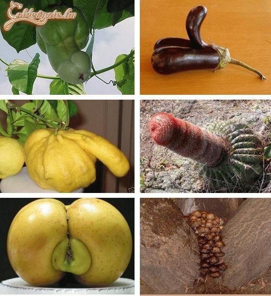 Ez a természet...