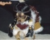 cherokee csiwawa