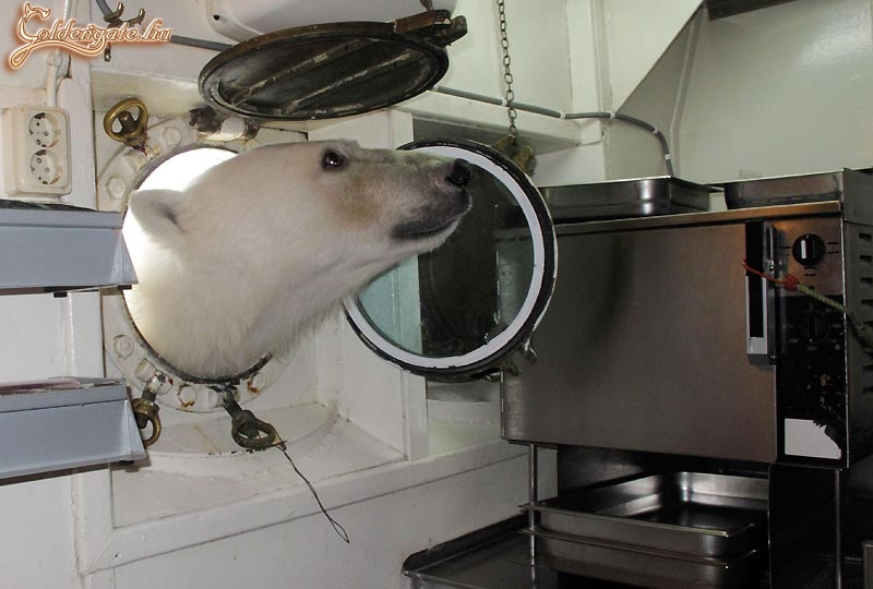 Benéz a medve az ablakon.