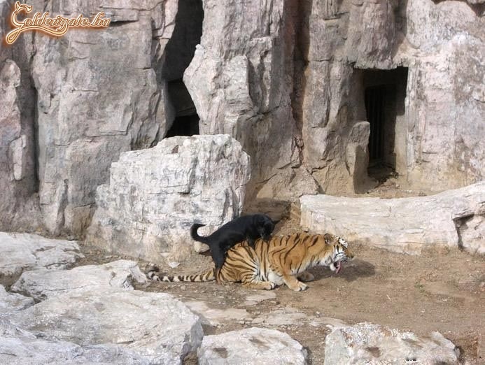 Minig az erősebb....