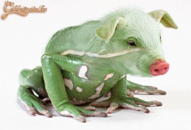 Röfbáka