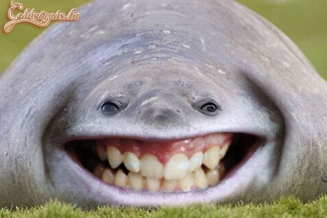 röhögő fóka