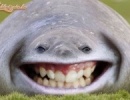 röhögő fóka