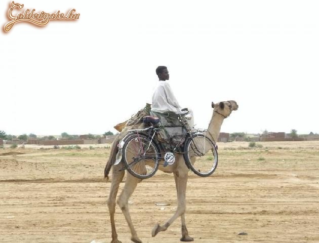 Hátha lerobban a teve.