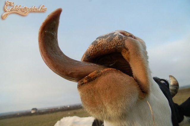 Nyelvesnek áll a világ!