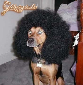 afro kutya:D