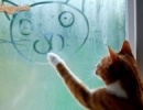 Művész macska!:D
