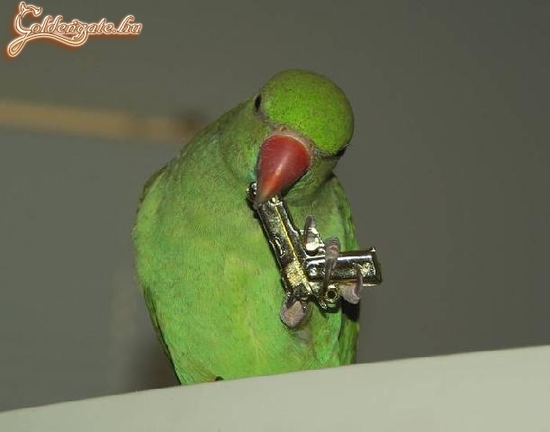 Papagáj.