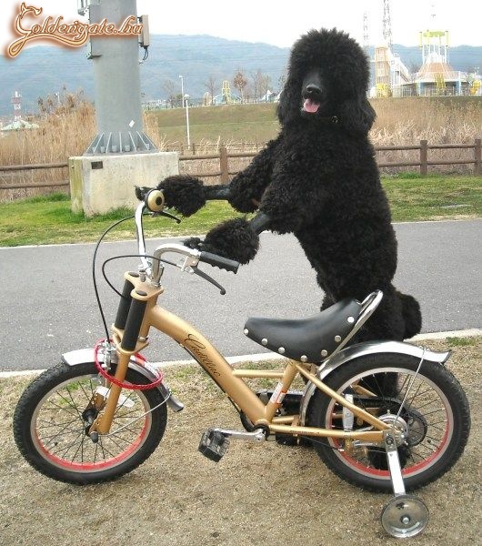 biciklizö kutya