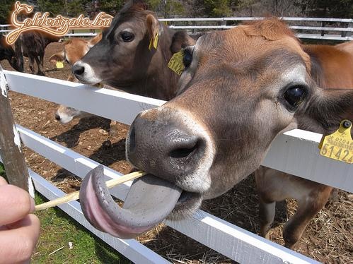 Szereti a nyalókát.