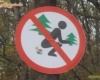 Ne szarj gombát , ha fenyőt ültetsz !