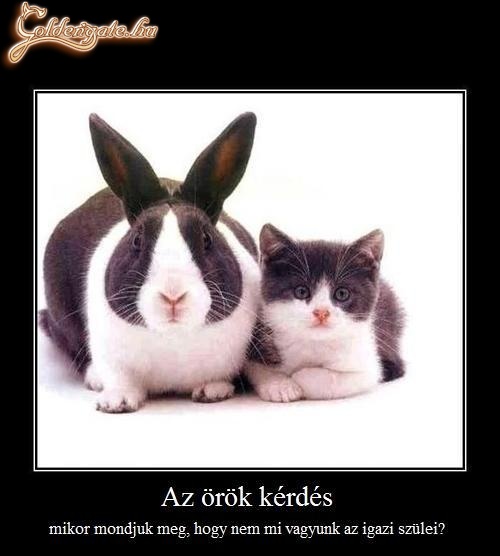 Örökbefogadás