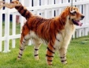 Tigris gyere ide