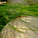 szabadban jártunk - 12. kép