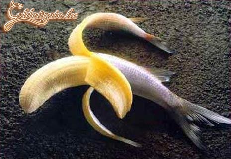 fish-banana