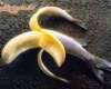 fish-banana