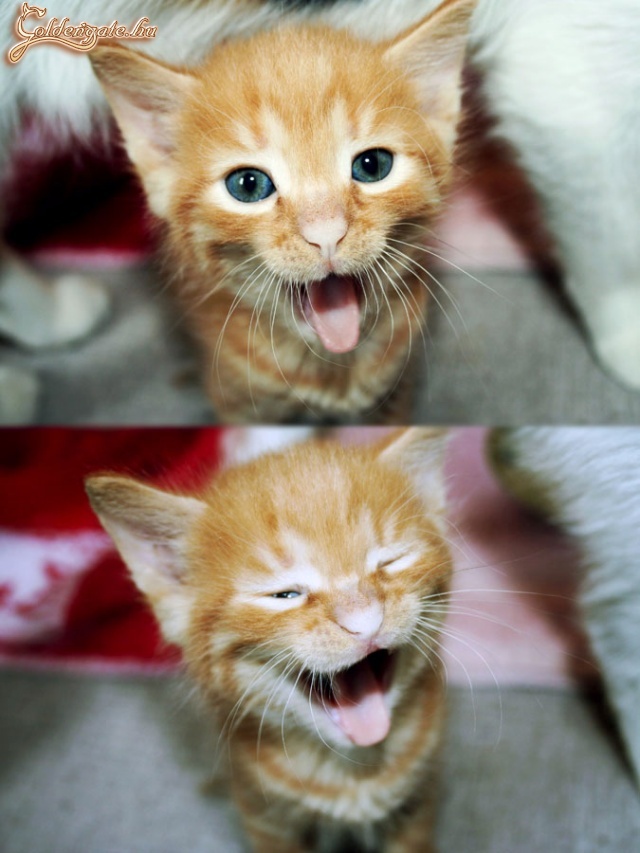 Cicus