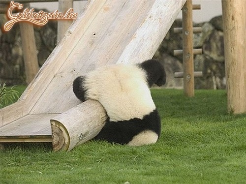 Néha a panda is..
