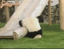 Néha a panda is..