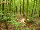 Újra az erdőben - 8. kép