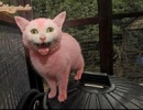 Pink cica.