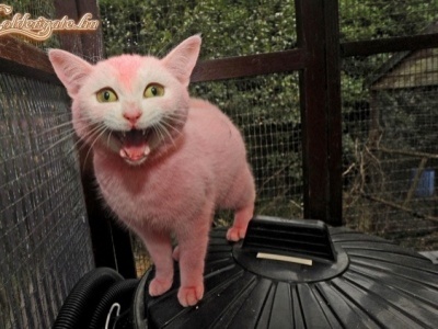 Pink cica.
