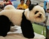 Panda kutty vagy mifene