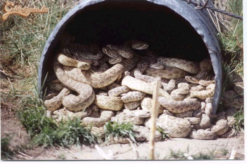 Amiket a csőszereléskor találnak a munkások