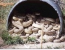 Amiket a csőszereléskor találnak a munkások
