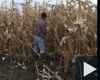 Kukorica törő verseny 