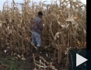 Kukorica törő verseny 