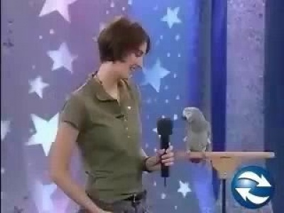 Hangutánzó papagály